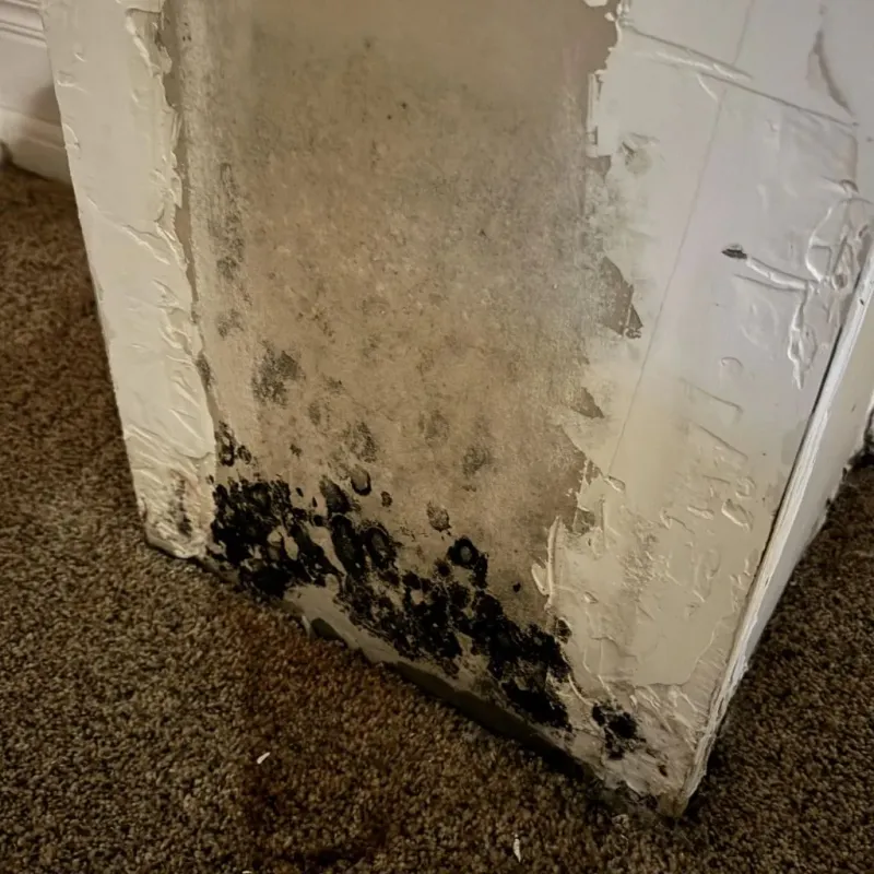 Professional Mold Removal in Howard, SD